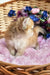 Orion | british longhair kitten