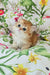 Orion | british longhair kitten