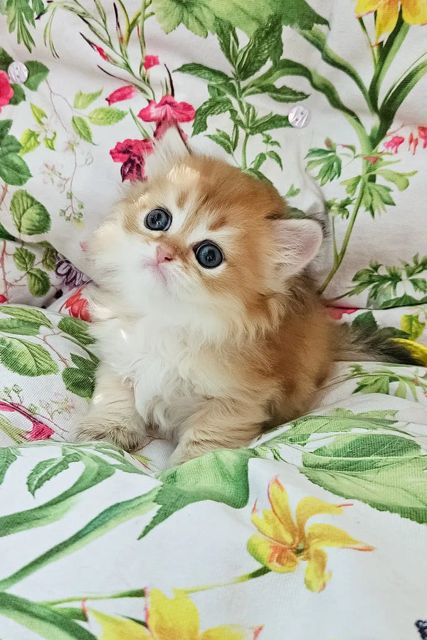 Orion | british longhair kitten