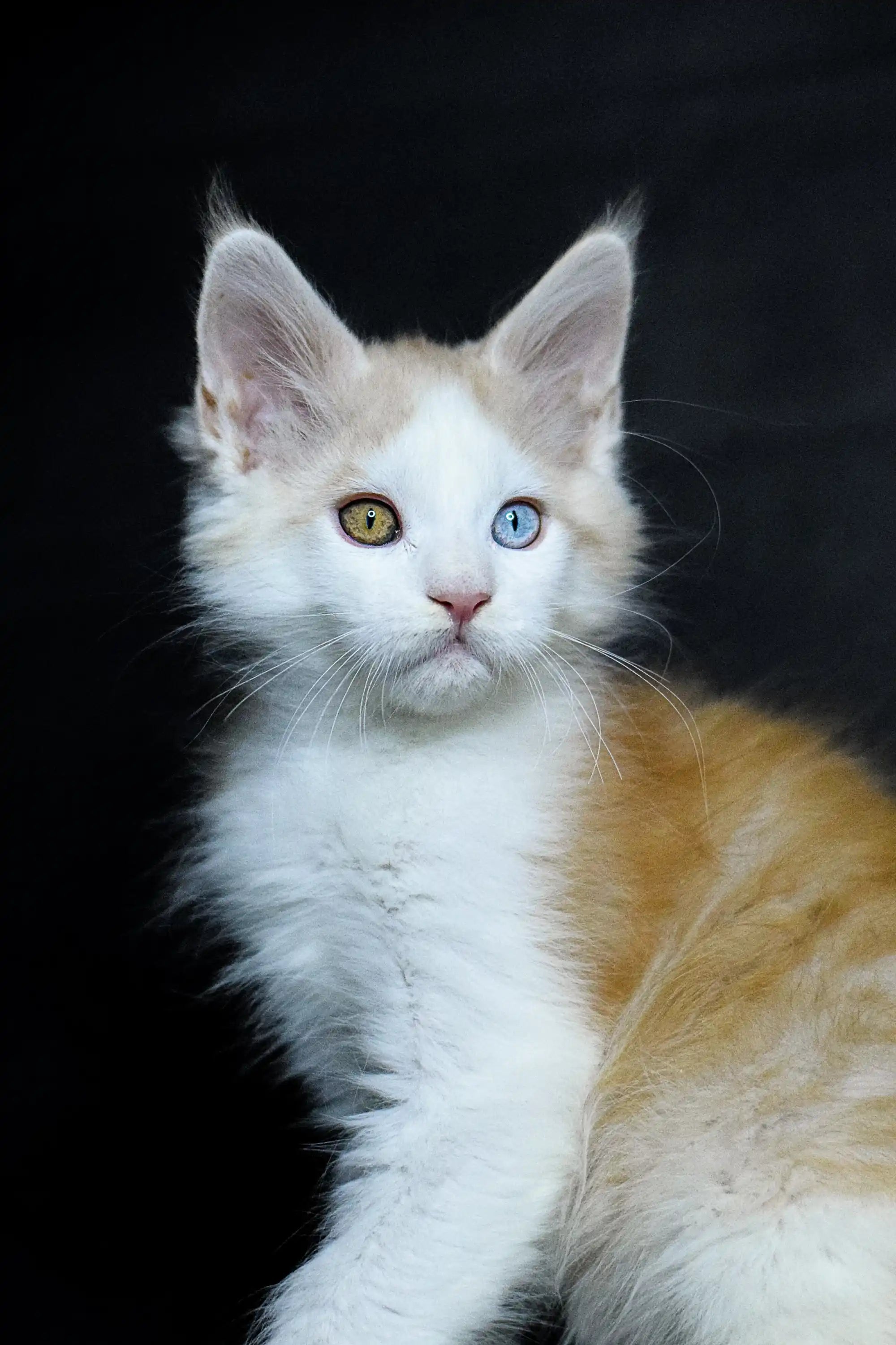 Maine Coon Kittens for Sale Orion | Kitten