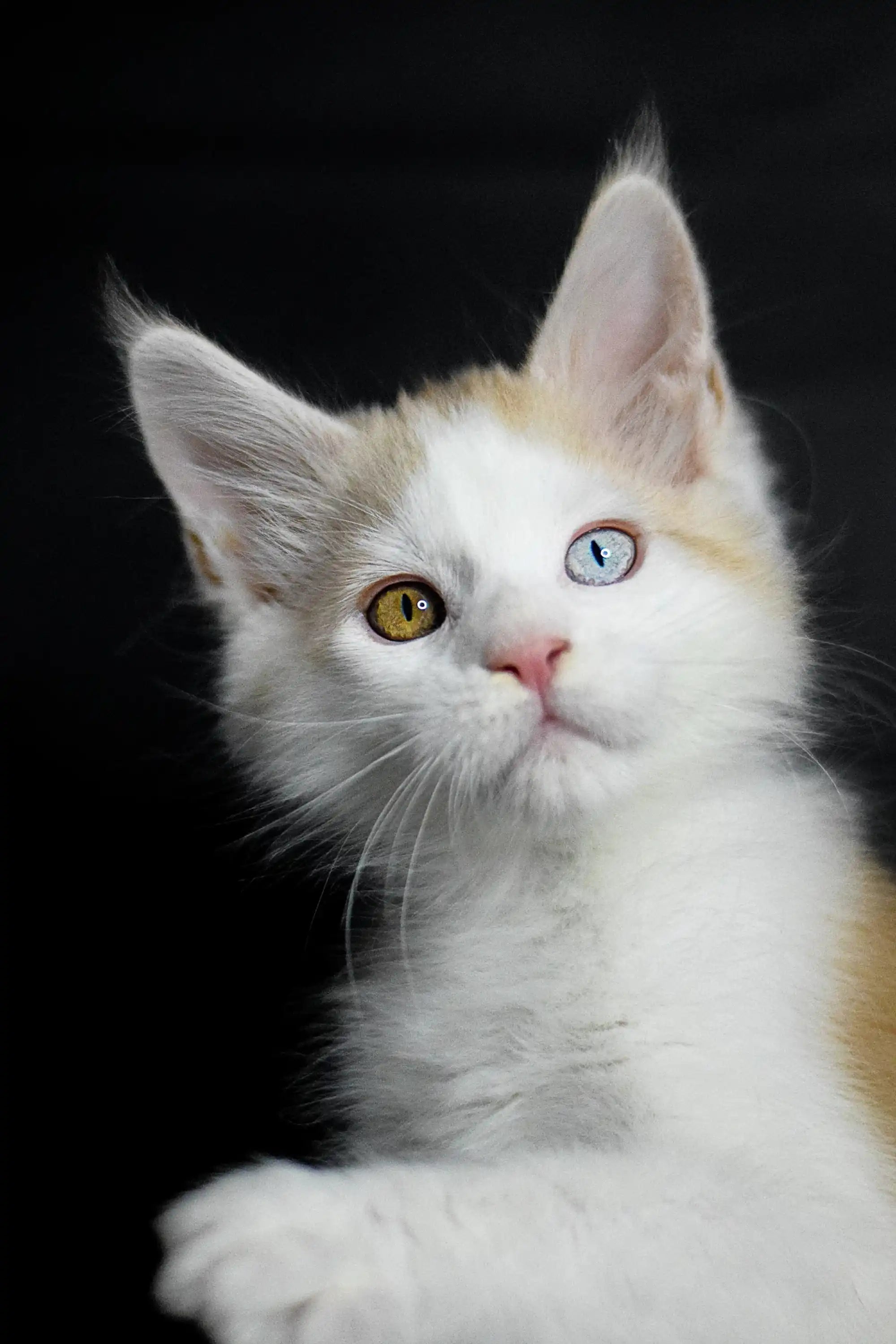 Maine Coon Kittens for Sale Orion | Kitten