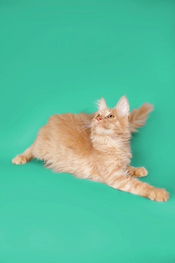 Fluffy orange Maine Coon kitten lying down, alert with perked ears