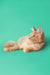 Fluffy orange Maine Coon kitten lying down with an alert expression