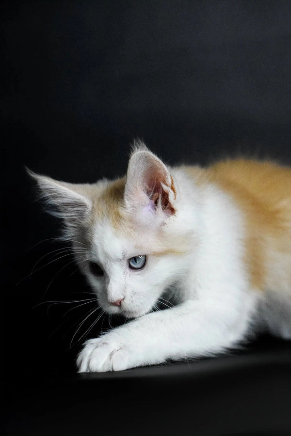 White and orange Maine Coon kitten with blue eyes lounging around