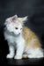 Fluffy white and orange Maine Coon kitten sitting attentively, looking cute and playful