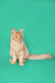 Cream-colored Maine Coon kitten with fluffy fur and alert eyes sitting upright