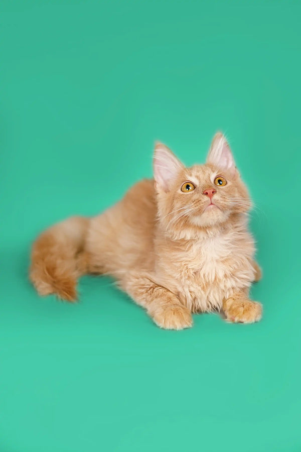 Fluffy orange Maine Coon kitten lying down with an alert expression