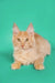 Ginger Maine Coon kitten with cute ear tufts, perfect for any cat lover