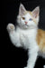 Fluffy Maine Coon kitten with one paw raised and unique heterochromatic eyes