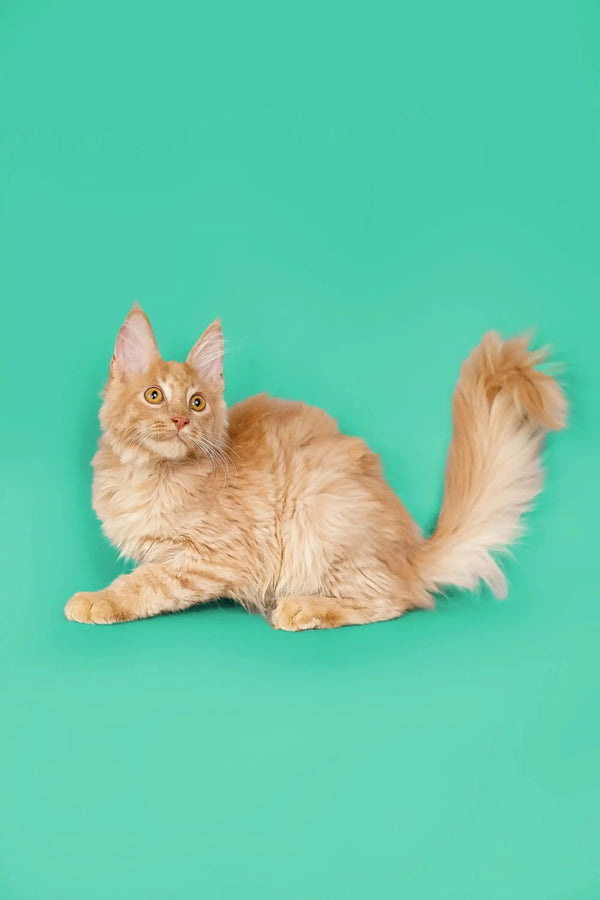 Fluffy orange Maine Coon kitten with alert ears and a bushy tail