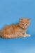 Orange tabby Maine Coon kitten sitting cutely against a blue backdrop