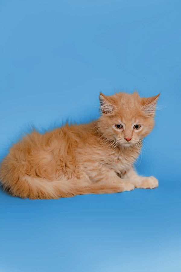 Orange tabby Maine Coon kitten sitting cutely against a blue backdrop
