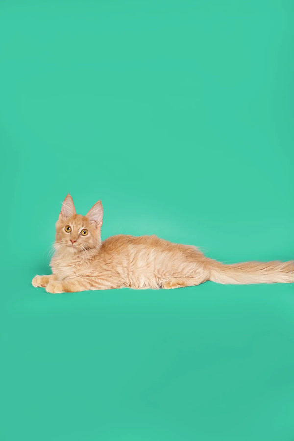 Orange tabby cat lying down with its tail extended, perfect for a Maine Coon kitten