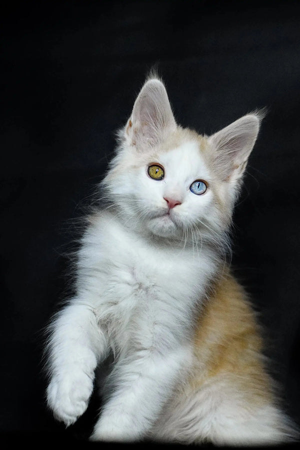 White Maine Coon kitten named Orion with stunning heterochromia eyes