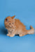 Fluffy orange Maine Coon kitten sitting adorably on a blue surface