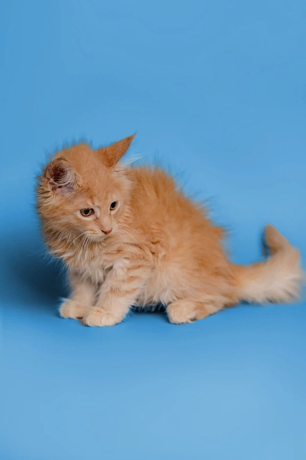 Fluffy orange Maine Coon kitten sitting adorably on a blue surface