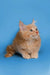 Fluffy orange Maine Coon kitten with pointy ears sitting attentively