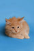 Fluffy orange Maine Coon kitten with long fur against a blue backdrop