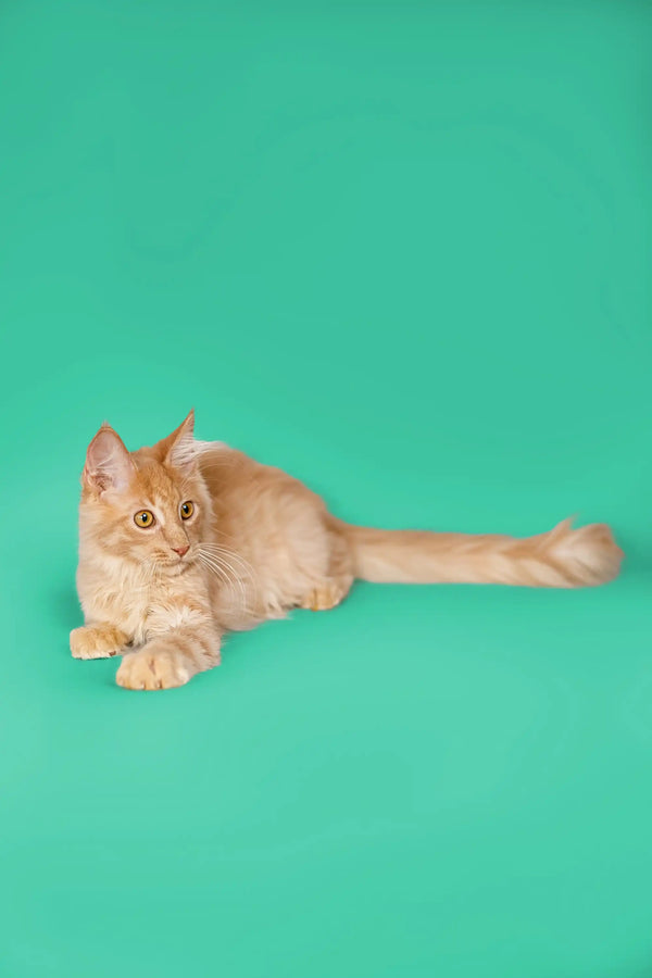 Cream-colored long-haired Maine Coon kitten lying down with its tail extended