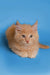 Fluffy orange Maine Coon kitten with pointed ears and wide eyes, perfect little pet