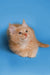 Fluffy orange Maine Coon kitten with wide eyes and a cute pink nose