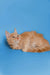 Fluffy orange Maine Coon kitten lying on its side, looking adorable and playful