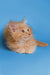 Fluffy orange Maine Coon kitten with wide eyes and perked ears, perfect companion