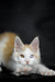 White and tan Maine Coon kitten with stunning heterochromatic eyes