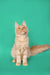 Fluffy cream-colored Maine Coon kitten sitting upright with an alert expression