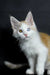 White and orange Maine Coon kitten with stunning heterochromatic eyes