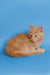 Fluffy orange Maine Coon kitten sitting cute with paws tucked underneath