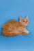 Fluffy orange Maine Coon kitten with pointed ears lying down, perfect for cozy vibes