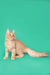 Fluffy orange Maine Coon kitten with a long tail on a teal backdrop