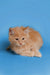 Fluffy orange Maine Coon kitten sitting with paws tucked underneath cutely