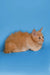 Fluffy orange Maine Coon kitten sitting pretty against a blue backdrop