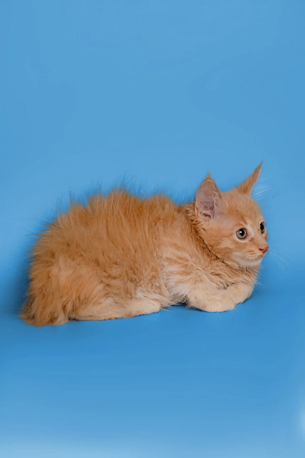 Fluffy orange Maine Coon kitten sitting pretty against a blue backdrop