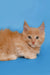 Fluffy orange Maine Coon kitten with pointed ears and big wide eyes