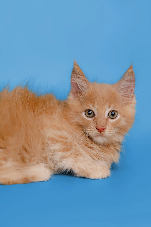 Fluffy orange Maine Coon kitten with pointed ears and big wide eyes