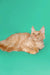 Fluffy orange Maine Coon kitten with pointed ears lounging cozy