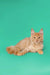 Fluffy orange Maine Coon kitten lying down with an alert expression