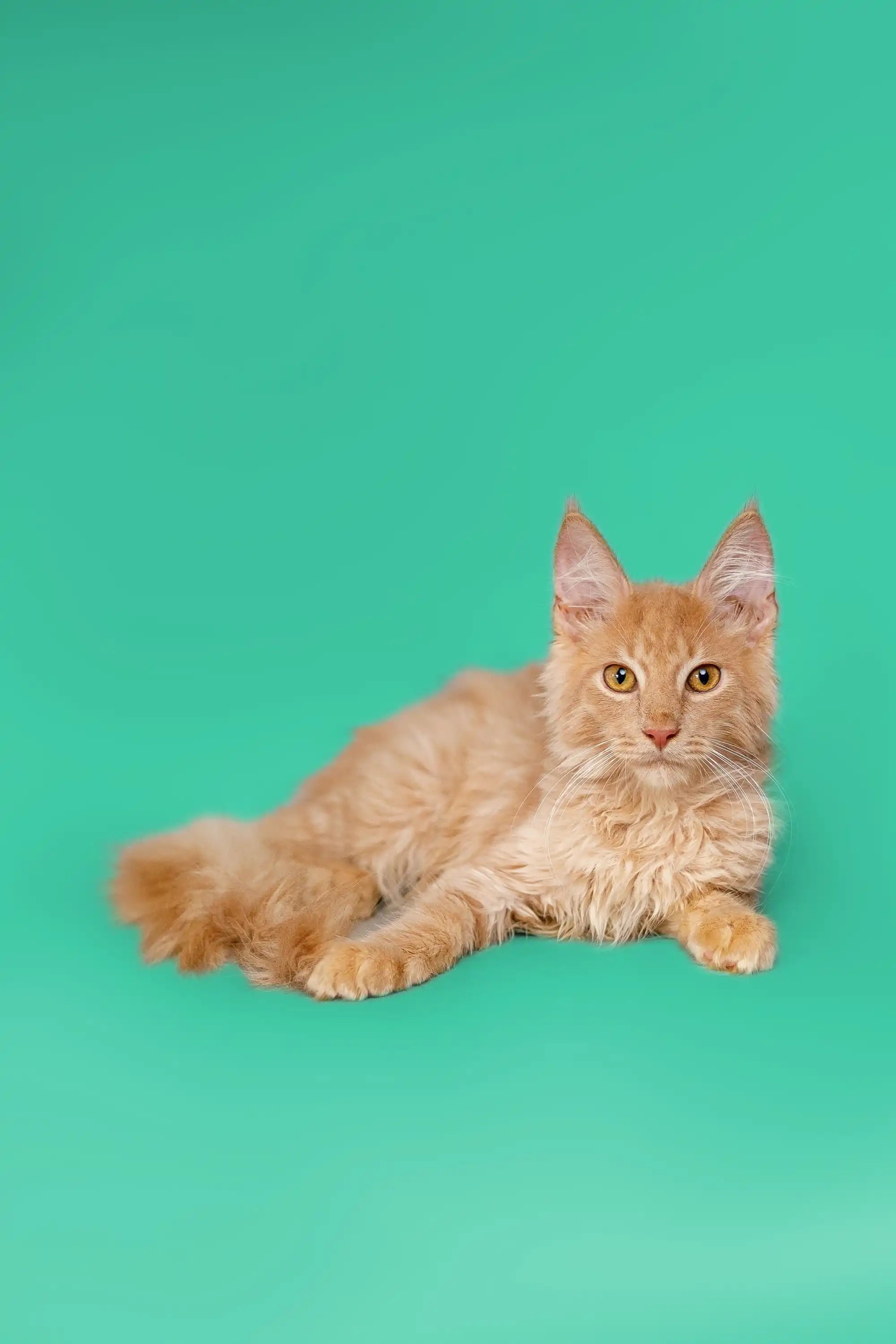 Maine Coon Kittens and Cats for Sale Orion | Kitten