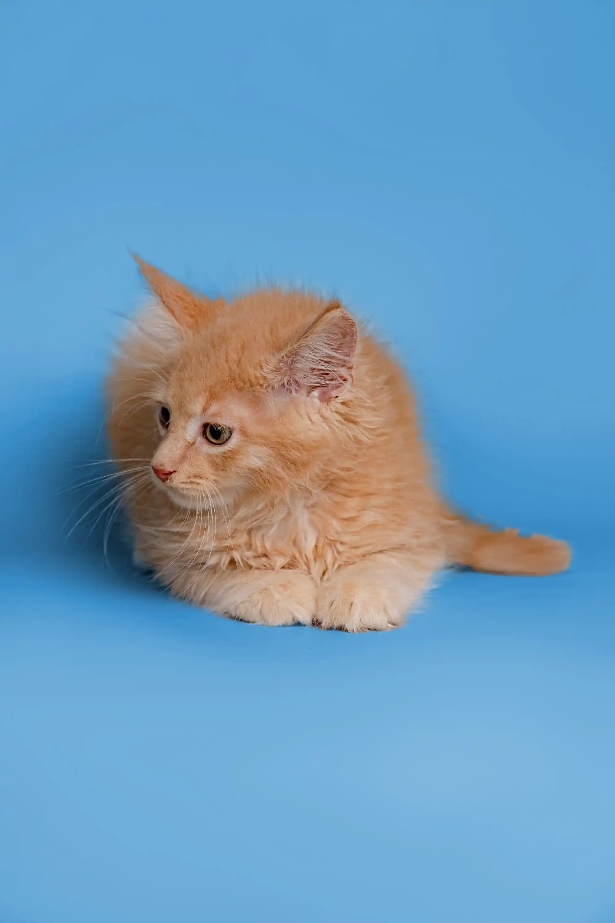 Maine Coon Kittens and Cats for Sale Orion | Kitten