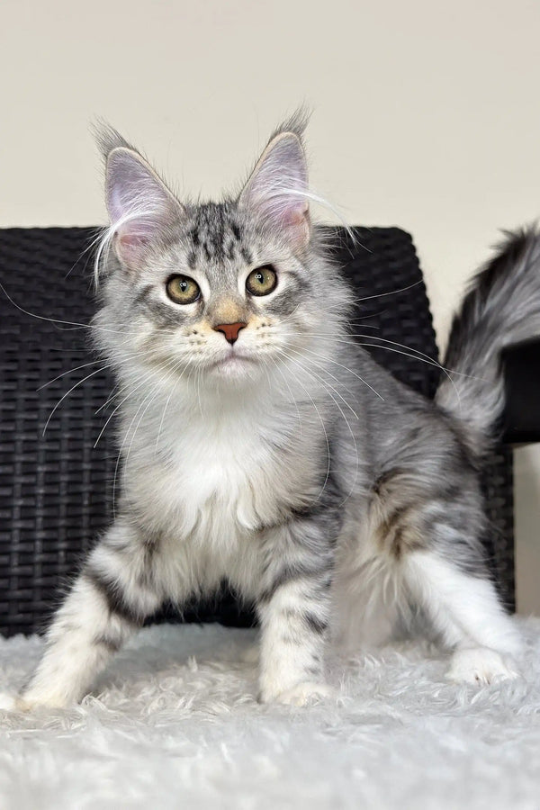 Cute Silver Tabby Maine Coon Kitten named Orlena looking playful and adorable