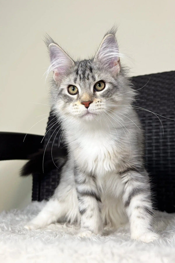 Silver Tabby Maine Coon Kitten named Orlena, playful and charming