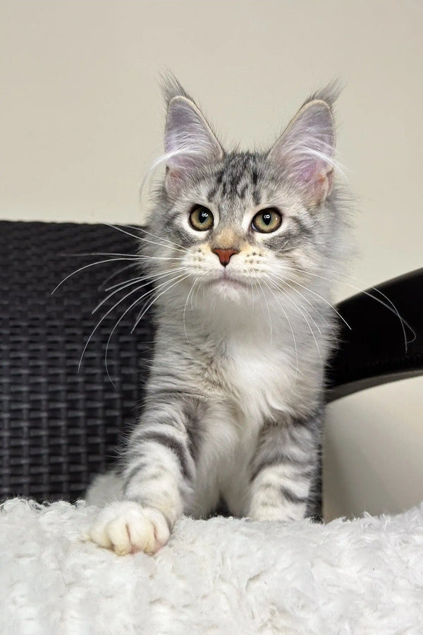Silver tabby Maine Coon kitten named Orlena showcasing cuteness and charm