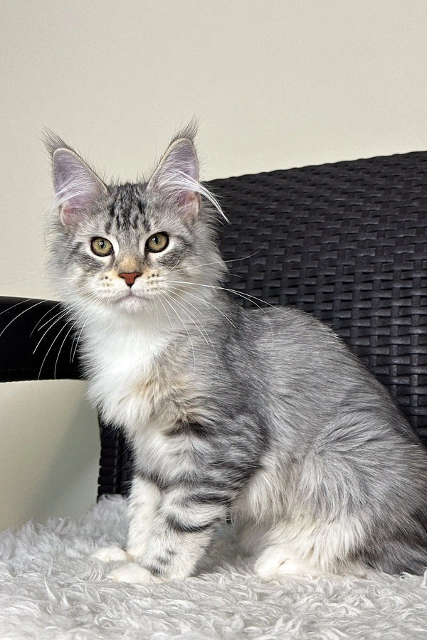 Silver tabby Maine Coon cat Orlena showcasing playful kitten charm