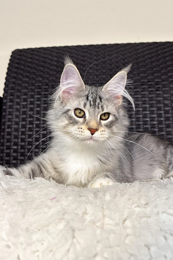 Silver tabby Maine Coon cat Orlena in a cozy kitten pose for a perfect pet product