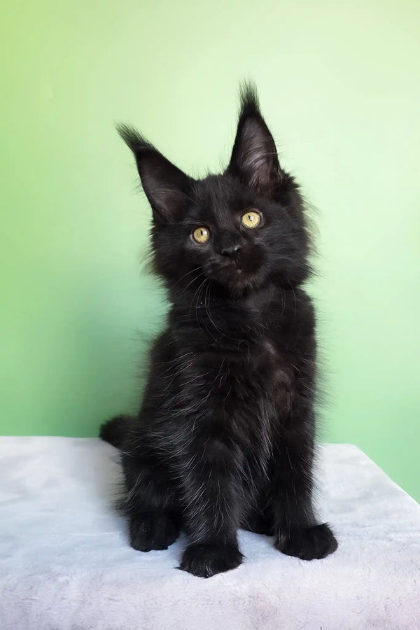 Ornella | maine coon kitten