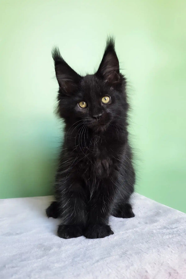 Ornella | maine coon kitten