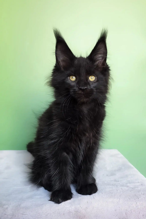 Ornella | maine coon kitten